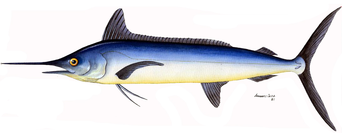 Tetrapturus albidus_02.jpg